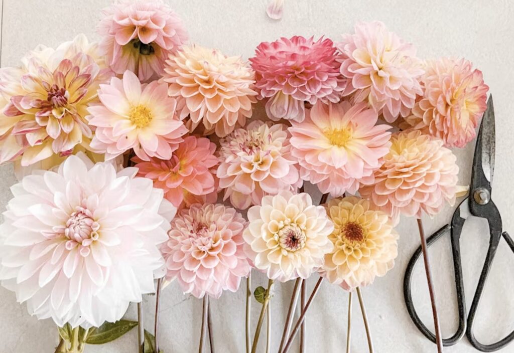 Dahlia flowers with a pair of black garden shears. 